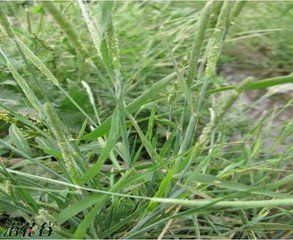 日本看麥娘 日本看麥娘