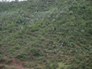 上碑廳村-生態林