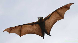 蝙蝠