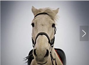 白馬傲風塵 白馬傲風塵