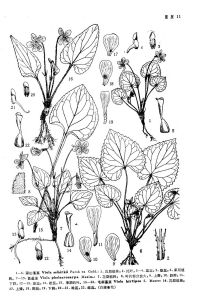 深山堇菜（東北師範大學科學研究通報）一口血（秦嶺植物志）圖版11: 1-6
