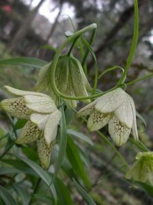浙貝母[百合目百合科植物]