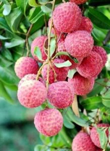 林頭荔枝 林頭荔枝