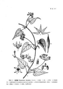 豹藥藤組 豹藥藤組