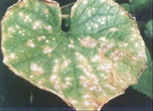 黃瓜細菌性圓斑病 黃瓜細菌性圓斑病