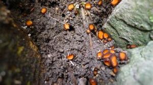 粒毛盤菌綱 粒毛盤菌綱