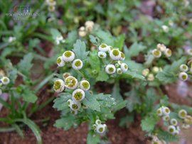 小魚眼草 小魚眼草