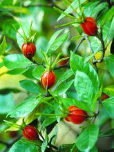 林蘭[梔子花的別名]