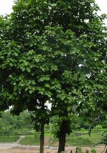 凹脈蘋婆 凹脈蘋婆