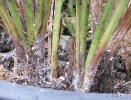 蘭花白絹病 蘭花白絹病