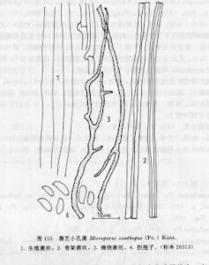 盞芝小孔菌 盞芝小孔菌