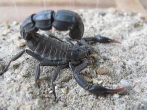 北非黑肥尾蠍 北非黑肥尾蠍