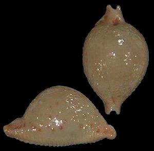 黃珠寶螺 黃珠寶螺