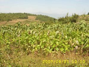 青龍山自然村耕地