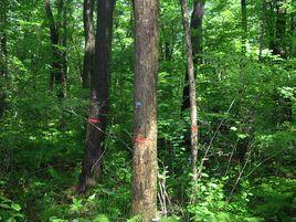 闊葉紅松林 闊葉紅松林