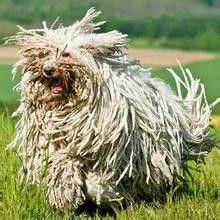 匈牙利牧羊犬 匈牙利牧羊犬