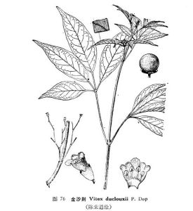 金沙荊Vitex duclouxii P. Dop