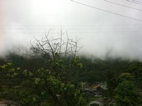 墨脫山小橘 墨脫山小橘