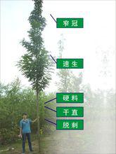 泓森槐五大特點