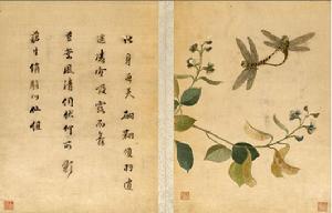 扁豆蜻蜓圖 扁豆蜻蜓圖