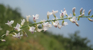 黃萼雪地黃耆(變種) 黃萼雪地黃耆(變種)