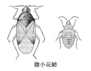 微小花蝽 微小花蝽