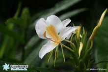 蝴蝶花（ 姜花，白草果）
