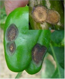 杉木附絲殼 杉木附絲殼