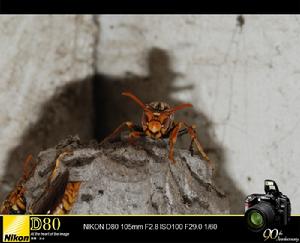 澳門馬蜂 Polistes macaensis Fabricius 澳門馬蜂 Polistes macaensis Fabricius