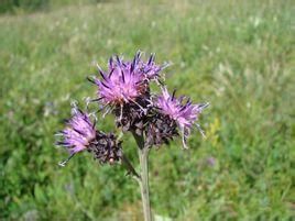 折苞風毛菊 折苞風毛菊