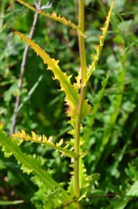 糙毛風毛菊 糙毛風毛菊
