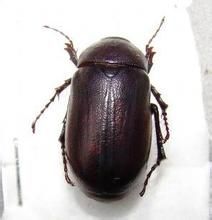 寬齒爪鰓金龜 寬齒爪鰓金龜