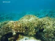 三亞國家珊瑚礁自然保護區