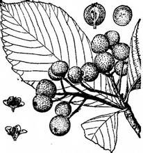 大果花楸 大果花楸