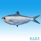 白腹小沙丁 白腹小沙丁