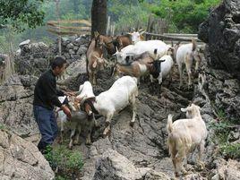山羊圈養技術 山羊圈養技術