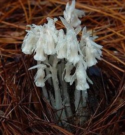 Monotropa uniflora