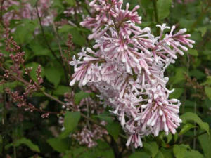 四川丁香 四川丁香