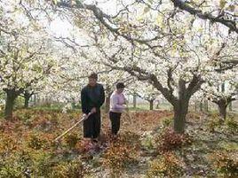 十九里鎮 十九里鎮