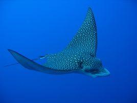 納氏鷂鱝 納氏鷂鱝