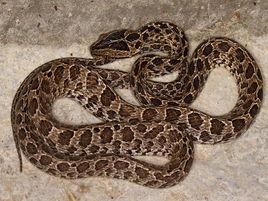 繁花林蛇 繁花林蛇