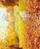 金杏樹下 金杏樹下