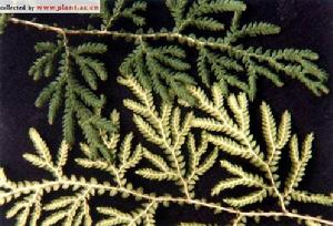 布朗卷柏 布朗卷柏