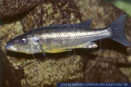 梭王天使 梭王天使