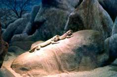 火奴魯魯動物園