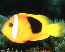 小丑魚[鱸形目雀鯛科海葵亞科魚類俗稱]