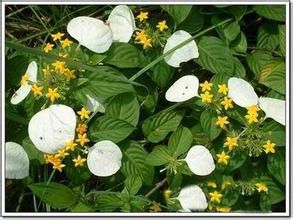 密花玉葉金花 密花玉葉金花