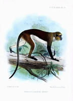 長尾猴