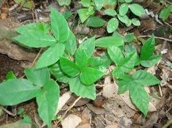 兜狀三葉青藤 兜狀三葉青藤