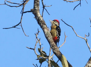 紋胸啄木鳥 紋胸啄木鳥